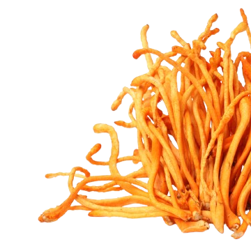 Extracto de Cordyceps
