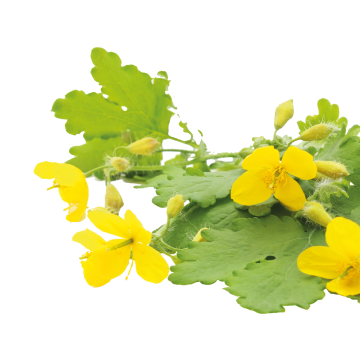 Cat’s Claw Extract