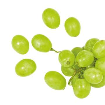 Grape Seed Extract