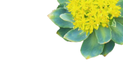 Rhodiola Rosea