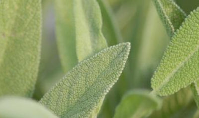 Extracto de salvia