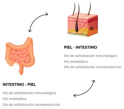 La conexión entre el intestino y la piel explicada